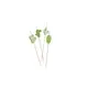 Πακέτο 100 Sticks 12cm Bamboo, Σχέδιο ΚΑΚΤΟΣ, Leone (τιμή για 10 τεμάχια) S2003